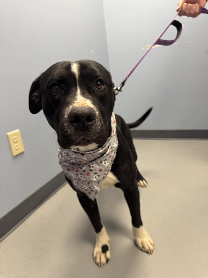 Chopper , a ADOPTABLE Terrier in Zanesville, OH image 3/3