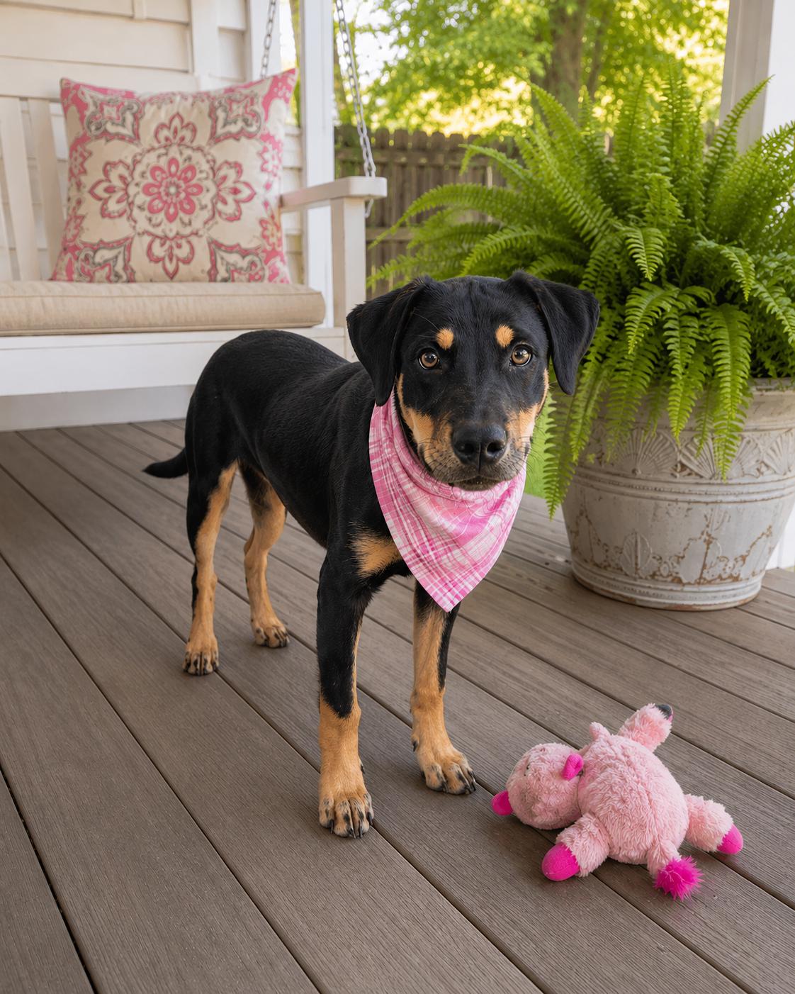 Enlarge Quiche, a Adoptable mixed breed in Mount Laurel, NJ image 1/2