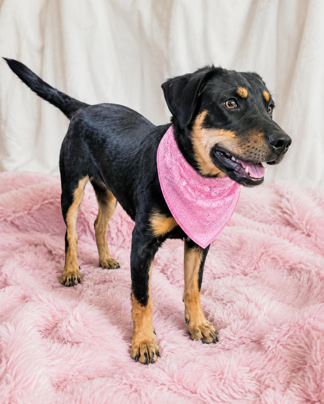 Enlarge Quiche, a Adoptable mixed breed in Mount Laurel, NJ image 2/2