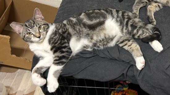 Jacobi - ADOPTION PENDING, an adopted mixed breed in Cincinnati, OH image 2/3