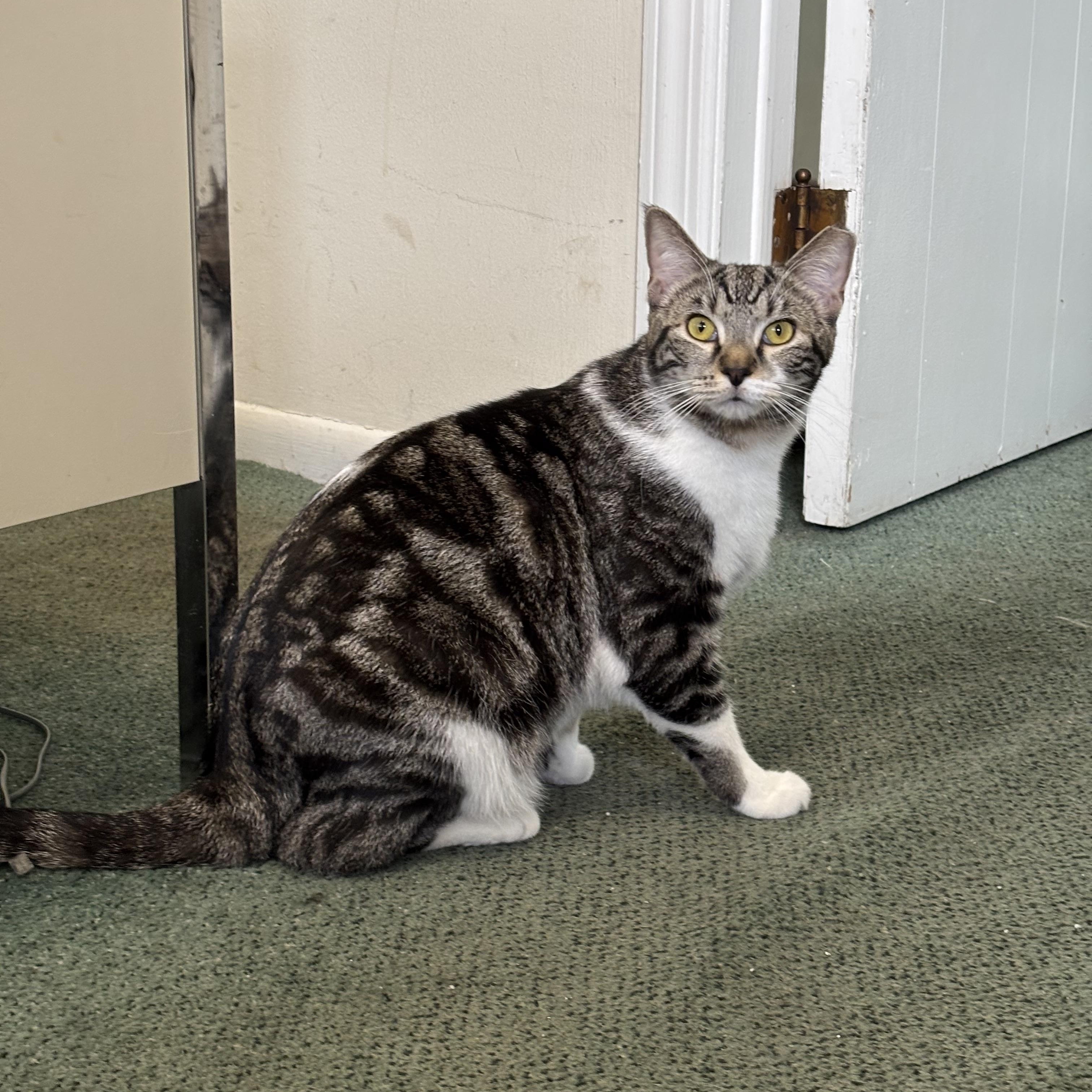 Jacobi - ADOPTION PENDING, adopted, Young Male Tabby.