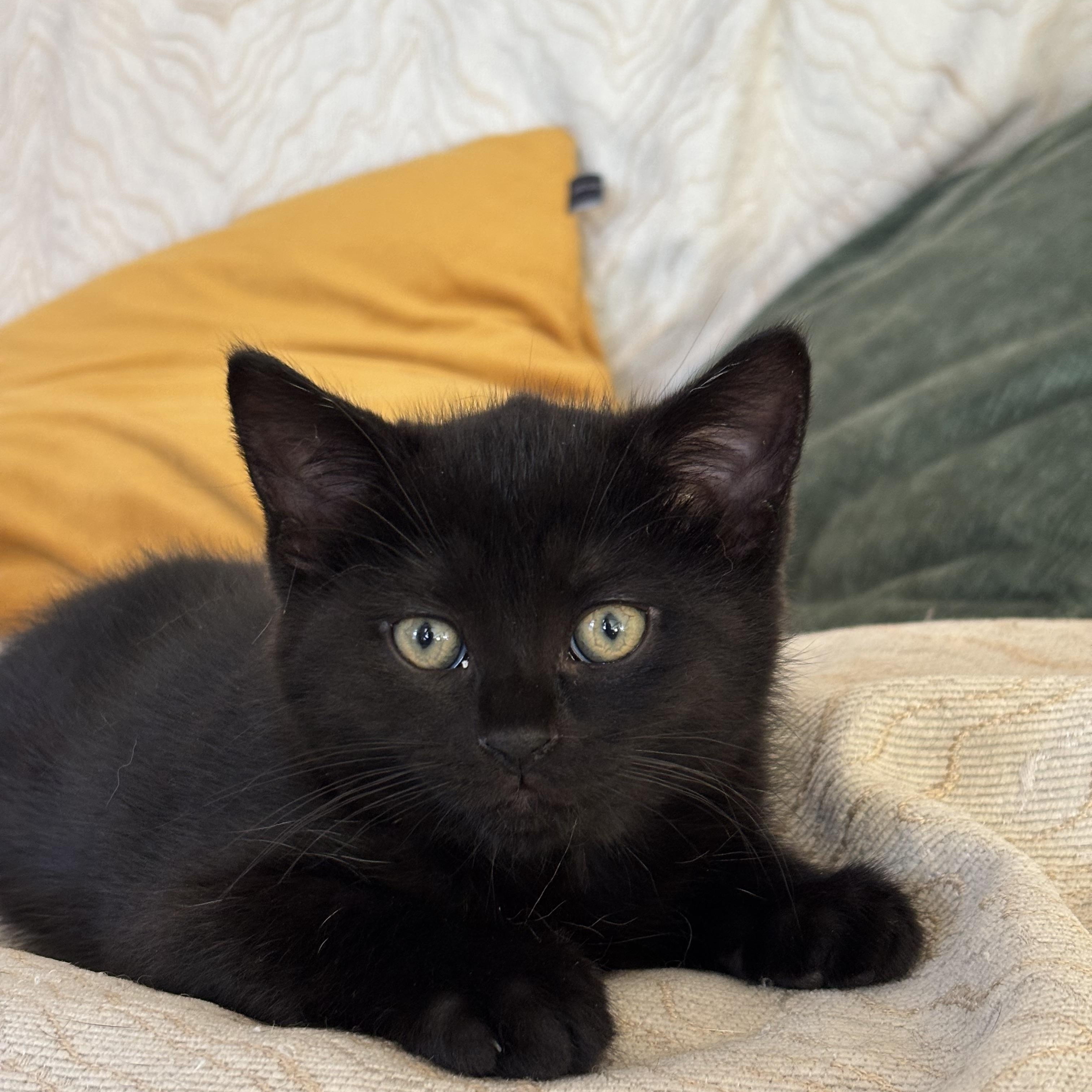 Rei, a Adoptable Domestic Short Hair in Montreal, QC image 4/5