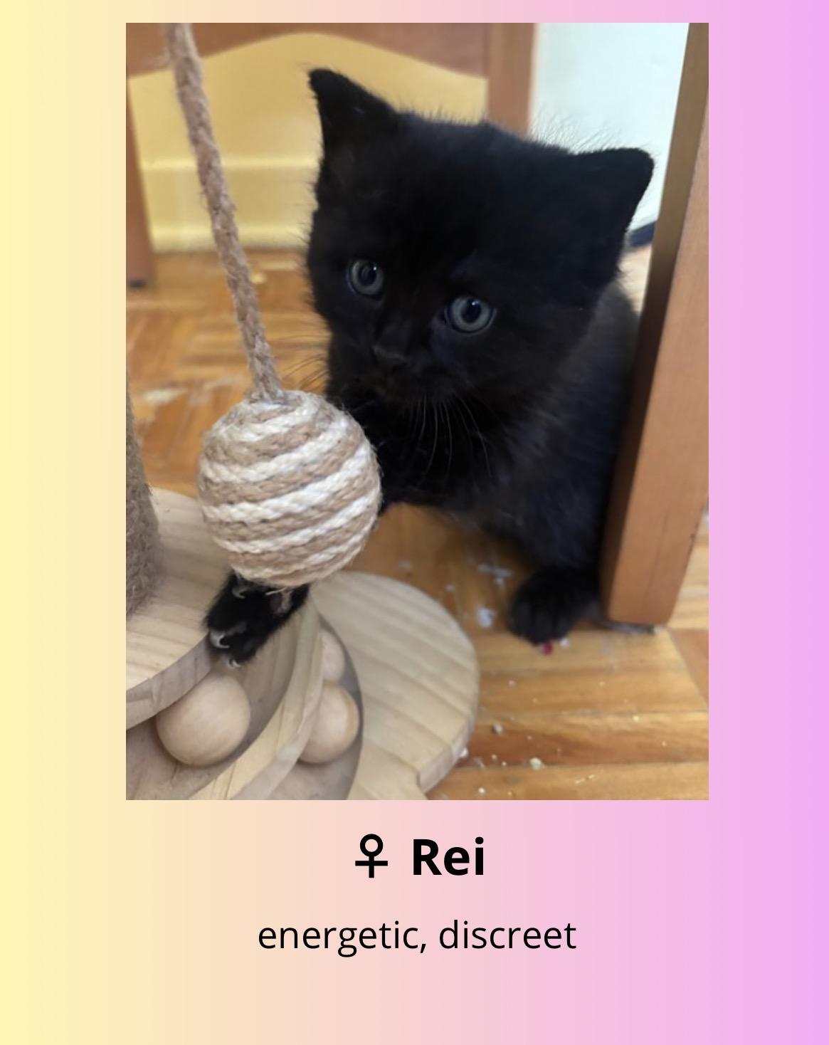 Rei, Adoptable, Kitten Female Domestic Short Hair.
