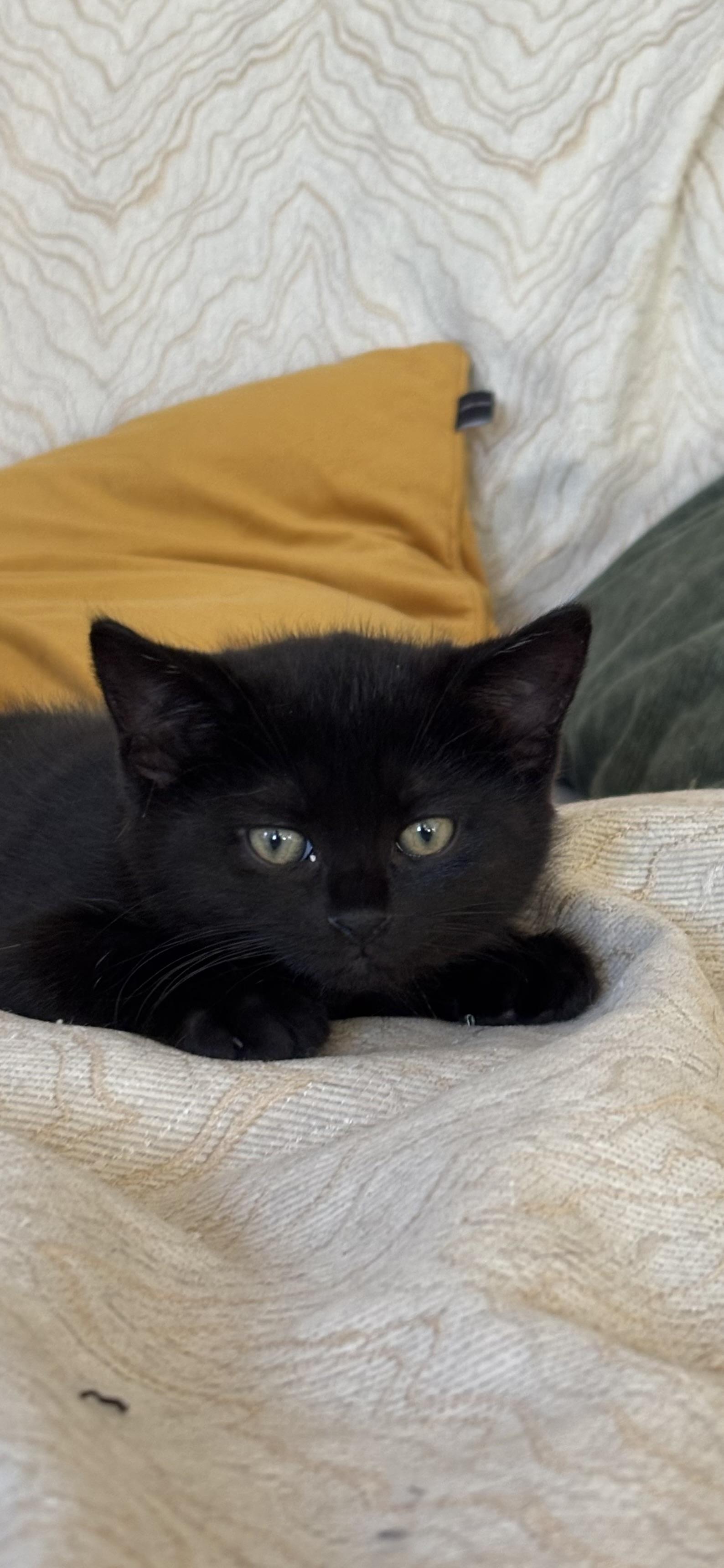 Rei, a Adoptable Domestic Short Hair in Montreal, QC image 3/5