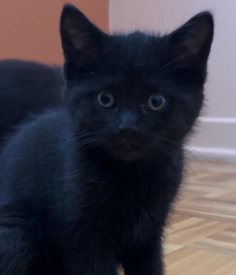 Rei, a Adoptable Domestic Short Hair in Montreal, QC image 2/5