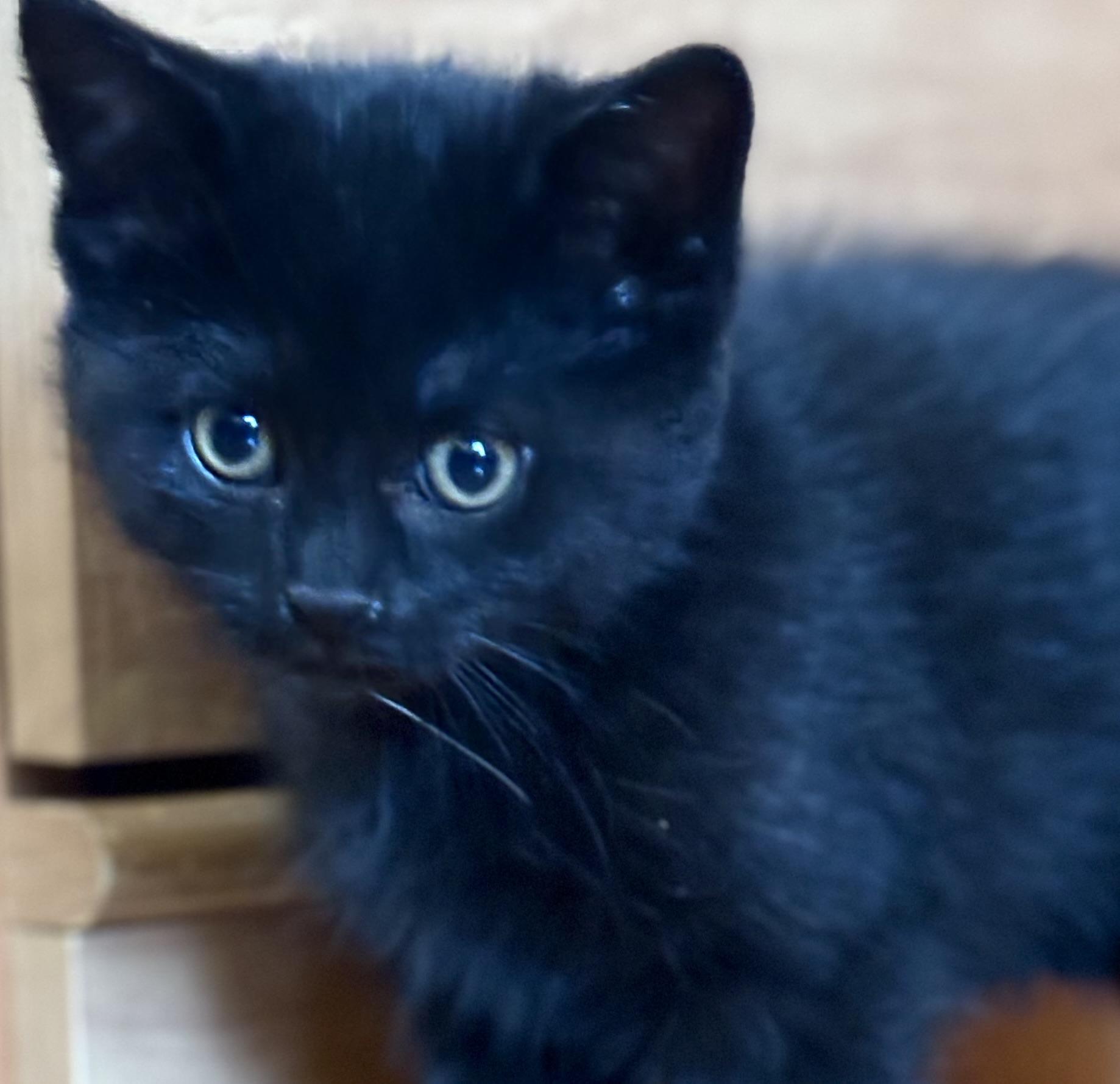 Rei, a Adoptable Domestic Short Hair in Montreal, QC image 5/5