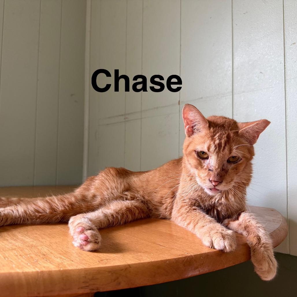 Chase, a Adoptable Domestic Short Hair in Lynchburg, VA image 1/2