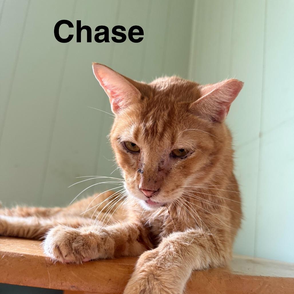 Chase, a Adoptable Domestic Short Hair in Lynchburg, VA image 2/2