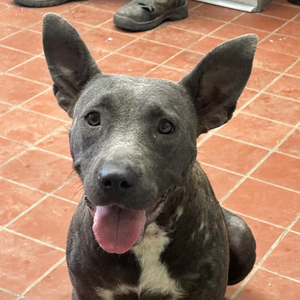 Ursula, a Adoptable mixed breed in West Point, MS image 2/3