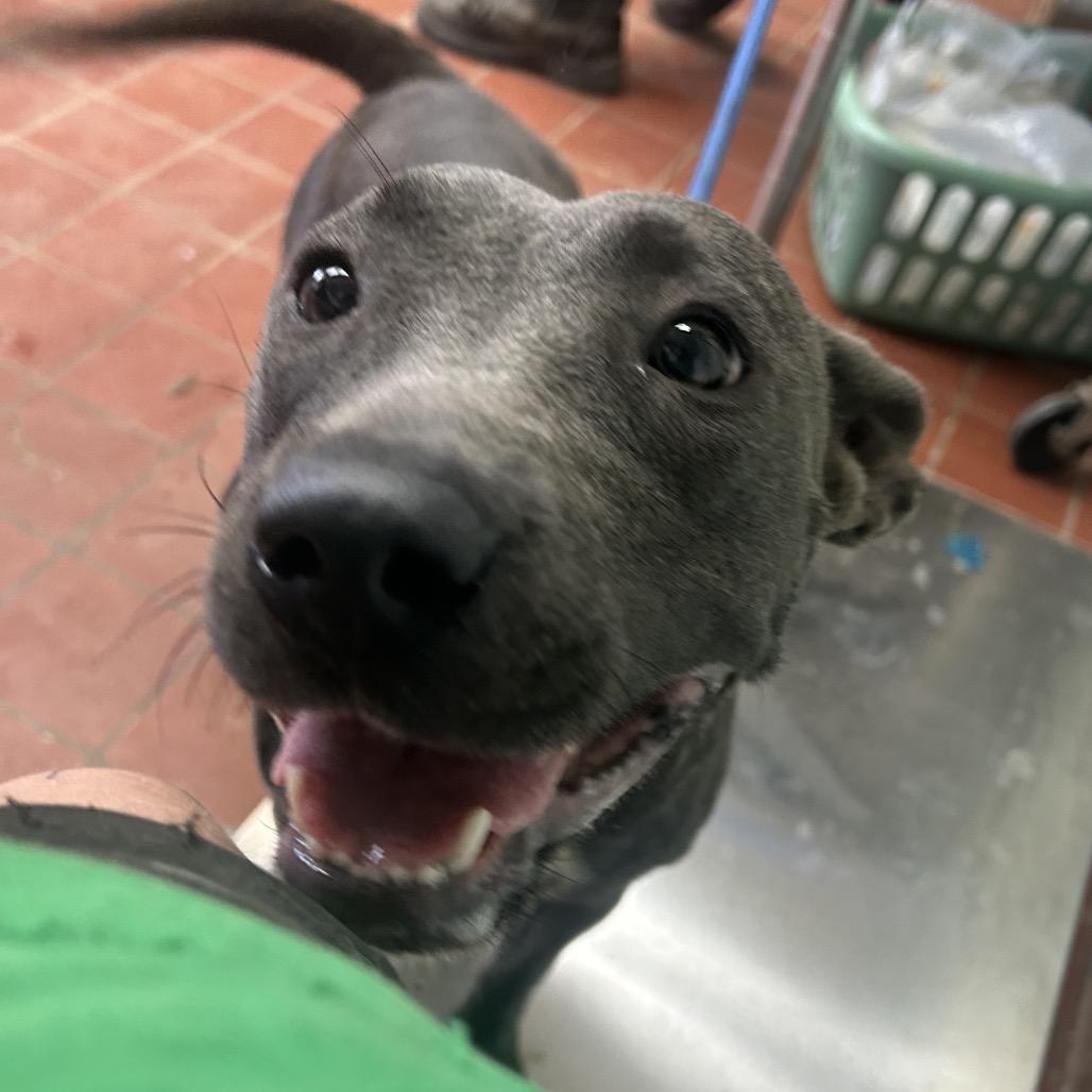 Ursula, a Adoptable mixed breed in West Point, MS image 3/3