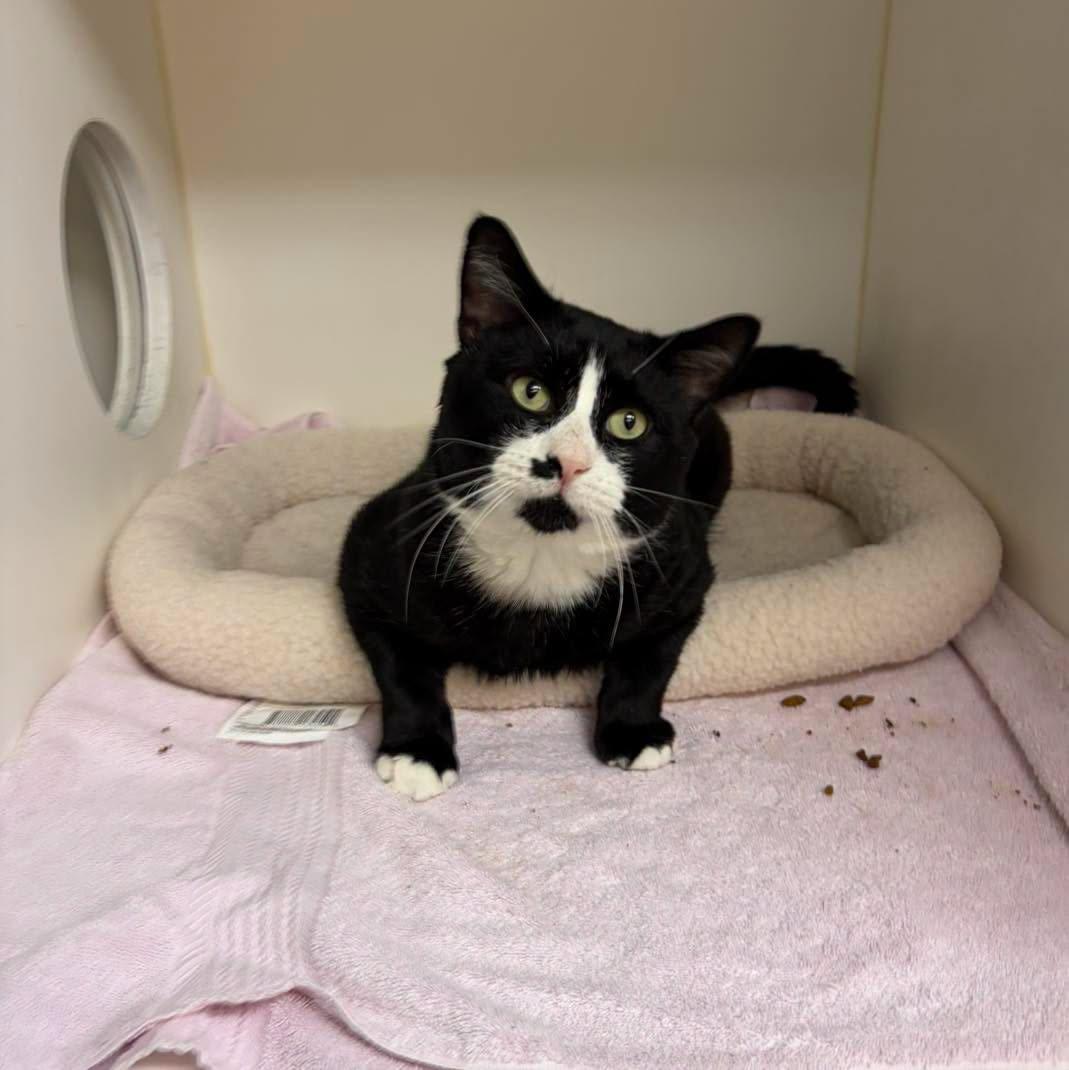 Big Chuck aka 'Big Beef', an adopted Domestic Short Hair in Bloomfield, NJ image 1/2