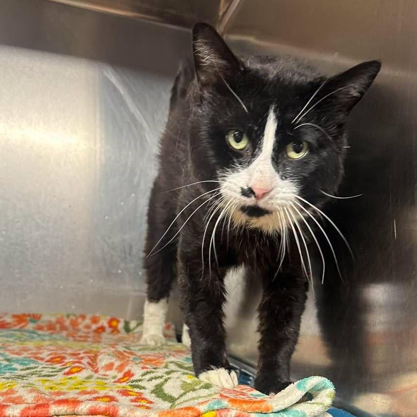 Big Chuck aka 'Big Beef', an adopted Domestic Short Hair in Bloomfield, NJ image 2/2