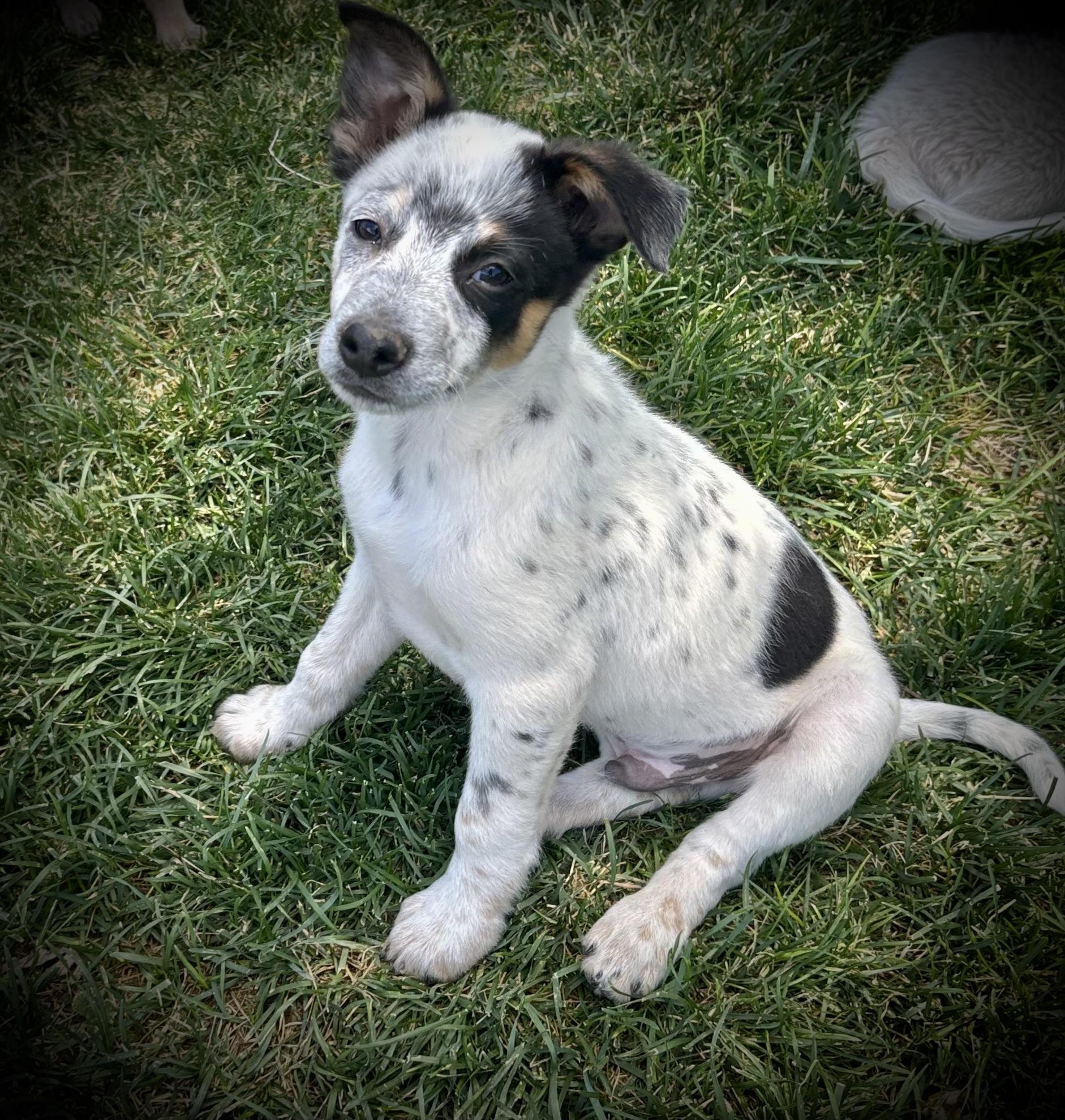 Cosmo, adopted, Puppy Male Australian Cattle Dog / Blue Heeler.