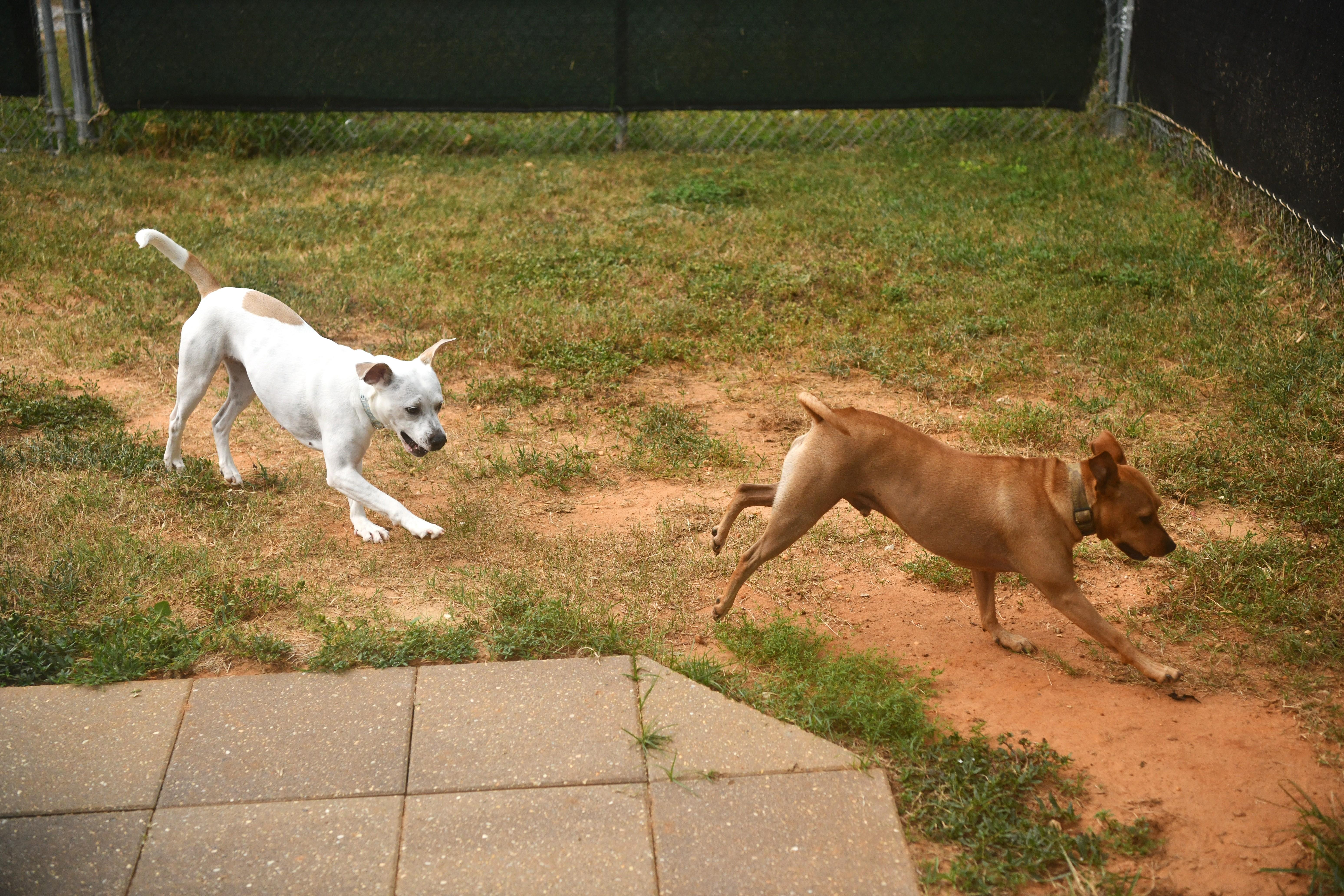 Percy (2 years in shelter!)