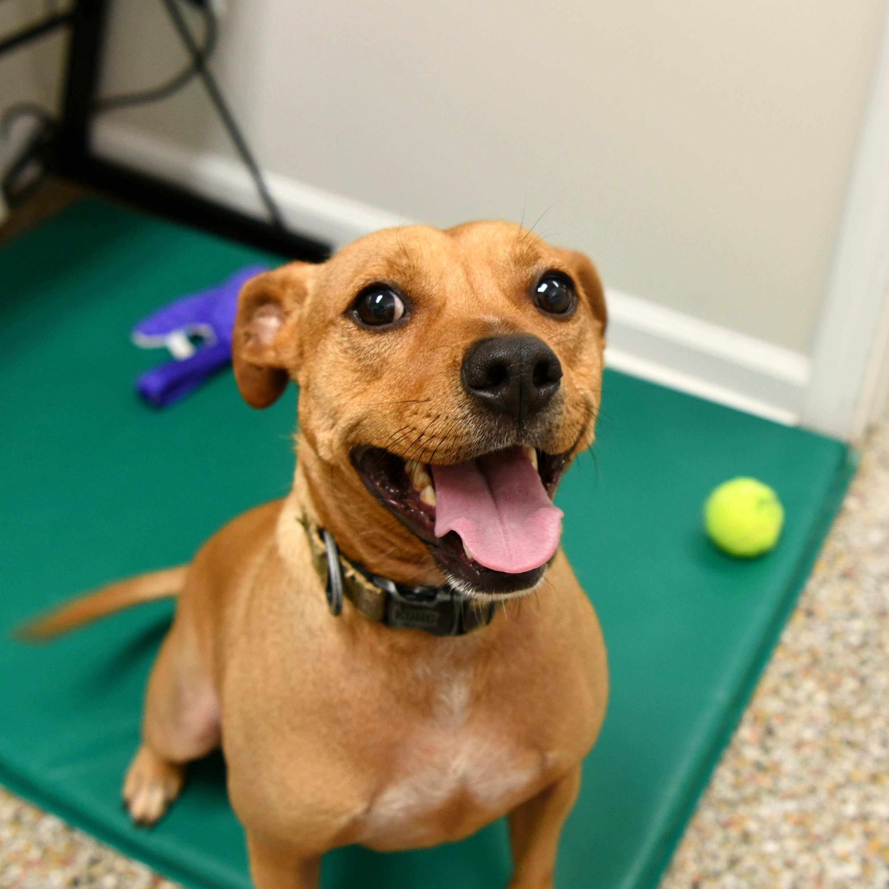 Percy (2 years in shelter!)