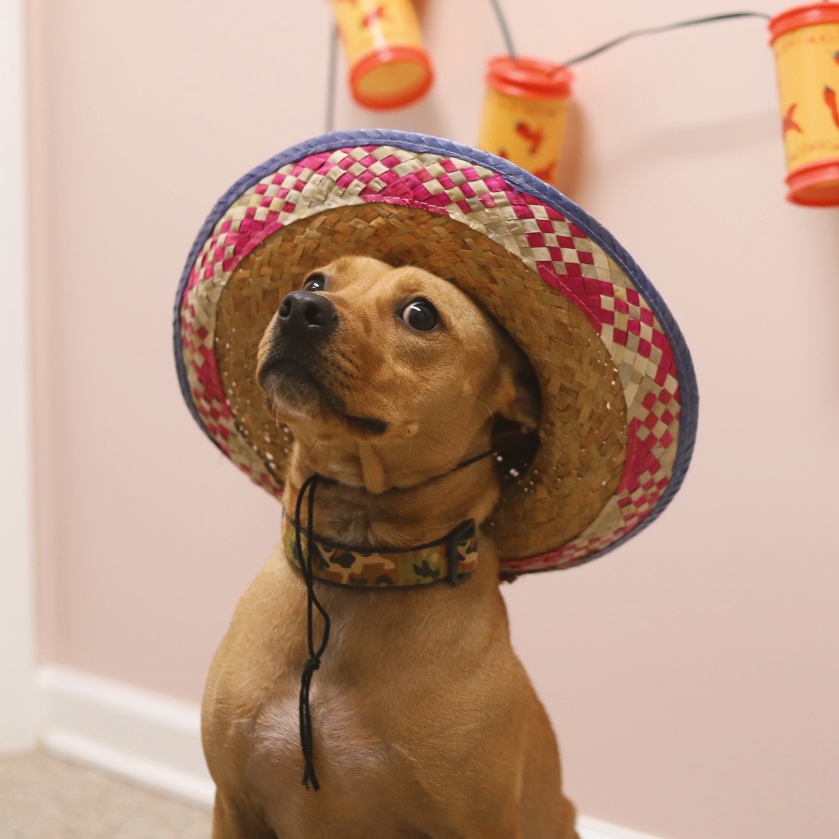 Percy (2 years in shelter!)