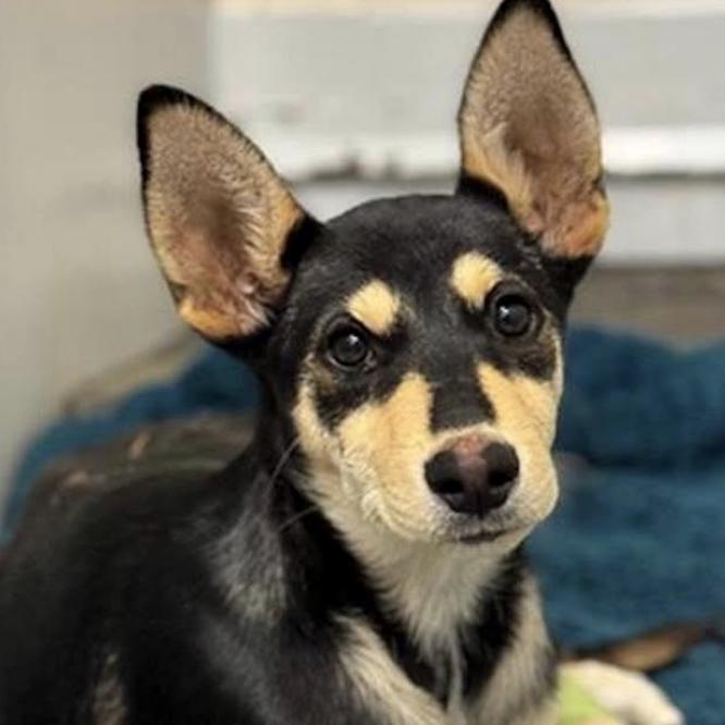 Enlarge Poptart, a Adoptable mixed breed in Dover, NH image 1/6