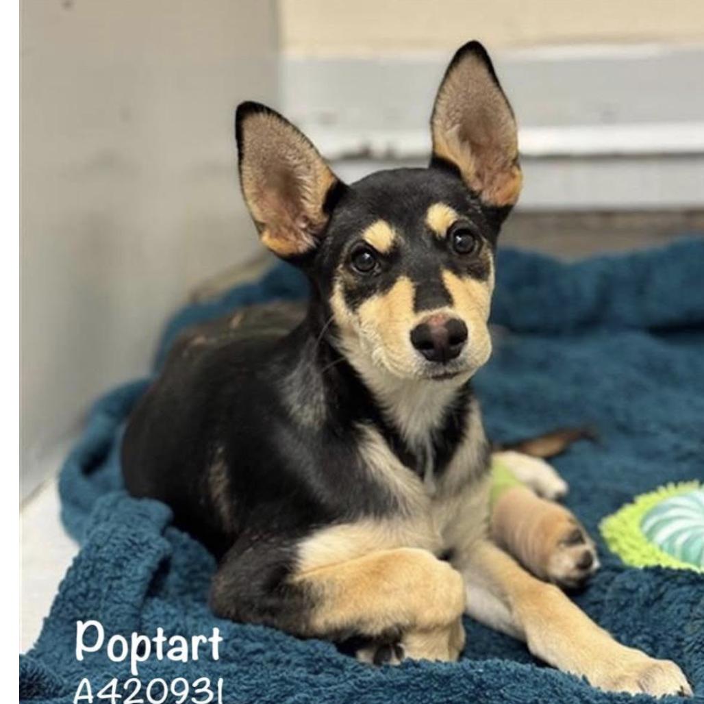 Enlarge Poptart, a Adoptable mixed breed in Dover, NH image 2/6