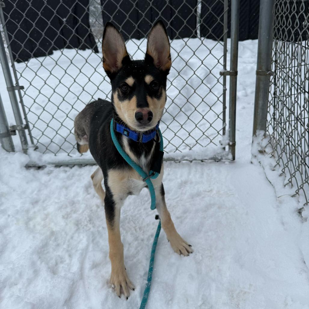 Enlarge Poptart, a Adoptable mixed breed in Dover, NH image 3/6