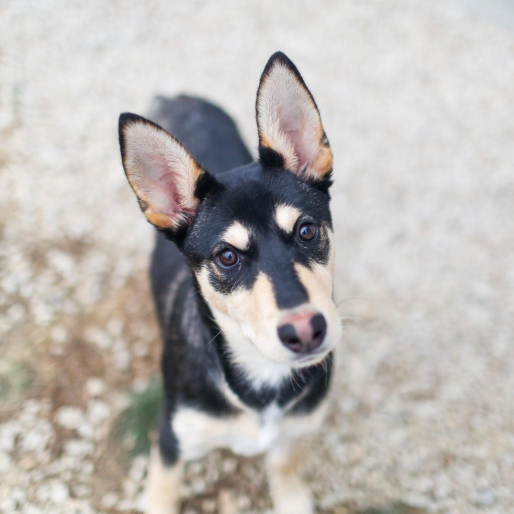 Enlarge Poptart, a Adoptable mixed breed in Dover, NH image 4/6
