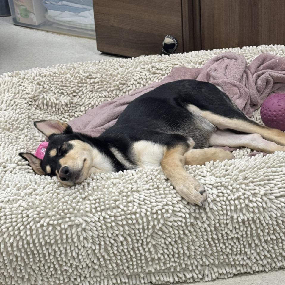 Enlarge Poptart, a Adoptable mixed breed in Dover, NH image 5/6