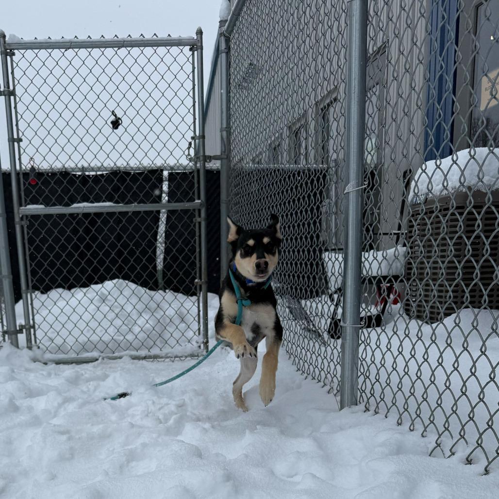 Enlarge Poptart, a Adoptable mixed breed in Dover, NH image 6/6