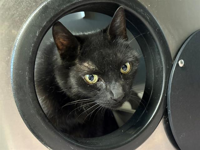 Enlarge MISSY, a Adoptable Domestic Short Hair in Santa Rosa, CA image 1/1