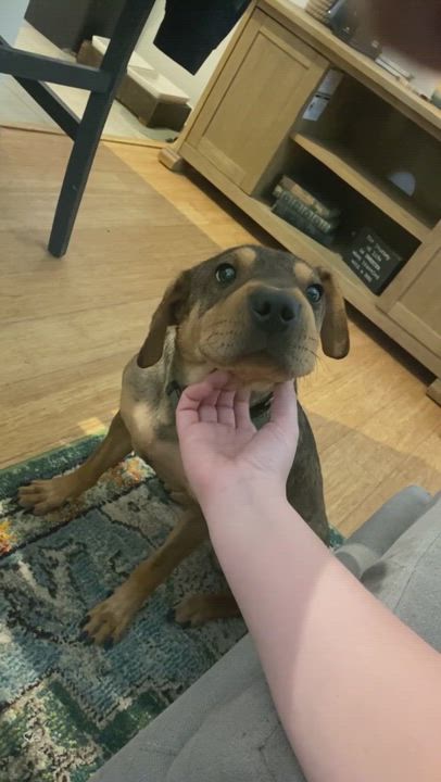 Enlarge Benny, a Adopted mixed breed in charleston, SC video 6/11