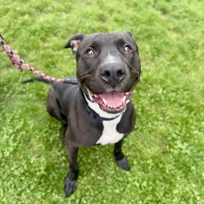 Enlarge Gucci, a ADOPTABLE mixed breed in Roseburg, OR image 1/1
