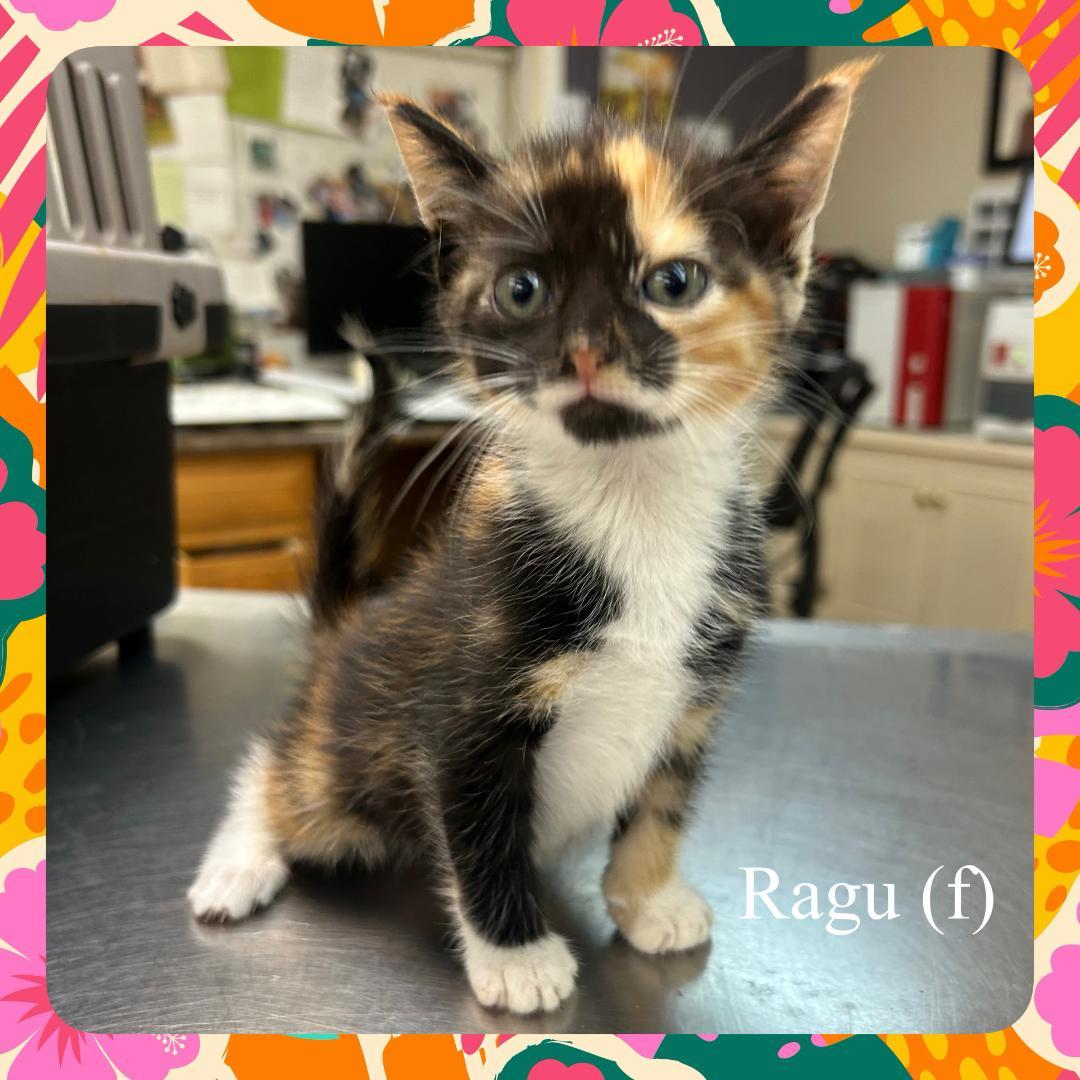 Alani, ADOPTABLE, Kitten Female Domestic Short Hair.