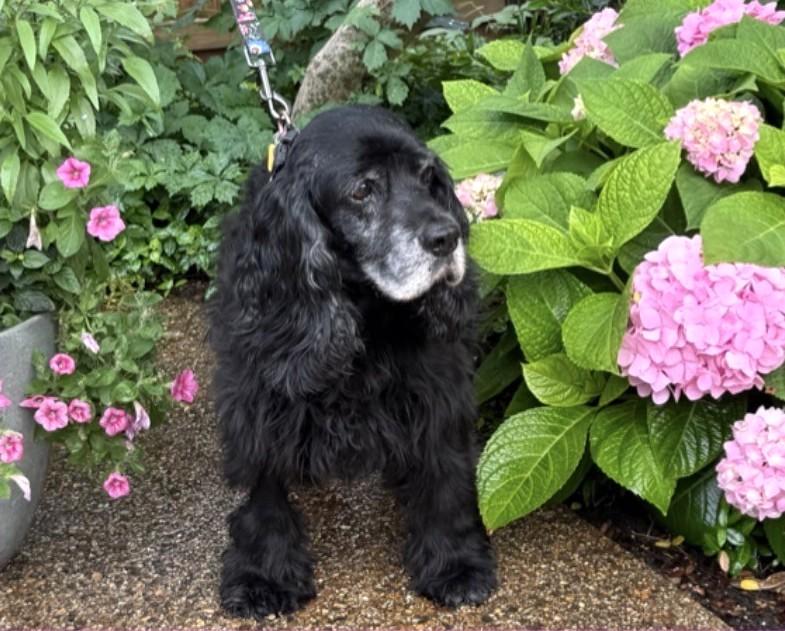 Enlarge Grace, a ADOPTABLE Cocker Spaniel in Plano, TX image 3/5