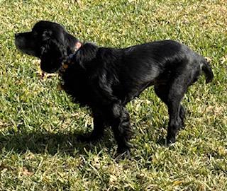 Enlarge Grace, a ADOPTABLE Cocker Spaniel in Plano, TX image 6/6