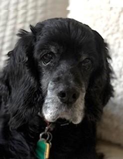 Enlarge Grace, a ADOPTABLE Cocker Spaniel in Plano, TX image 5/6