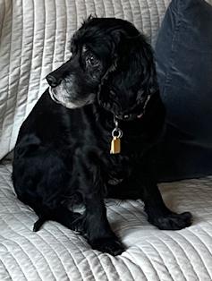 Enlarge Grace, a ADOPTABLE Cocker Spaniel in Plano, TX image 4/6