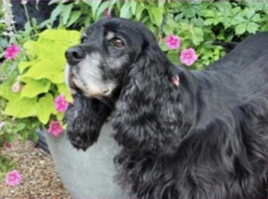 Enlarge Grace, a ADOPTABLE Cocker Spaniel in Plano, TX image 4/5