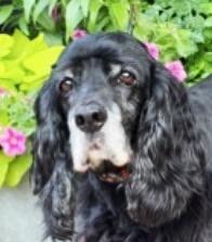 Grace, ADOPTABLE, Senior Female Cocker Spaniel.