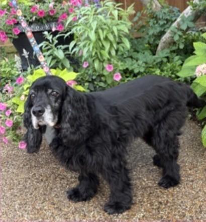 Enlarge Grace, a ADOPTABLE Cocker Spaniel in Plano, TX image 5/5