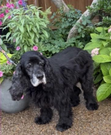 Enlarge Grace, a ADOPTABLE Cocker Spaniel in Plano, TX image 2/5
