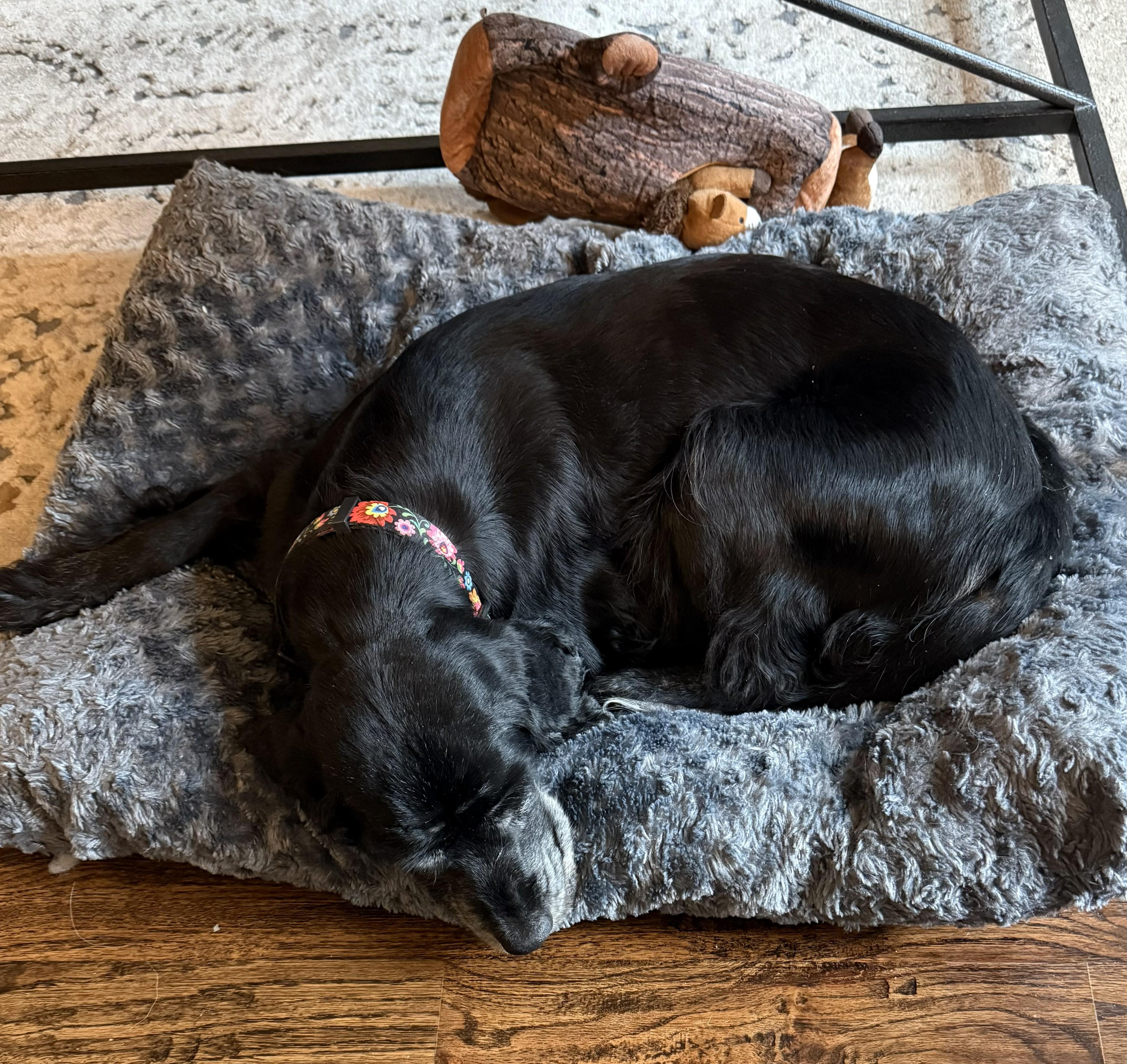 Enlarge Grace, a ADOPTABLE Cocker Spaniel in Plano, TX image 2/6