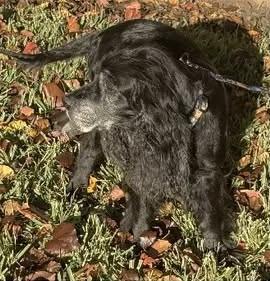Enlarge Grace, a ADOPTABLE Cocker Spaniel in Plano, TX image 3/6