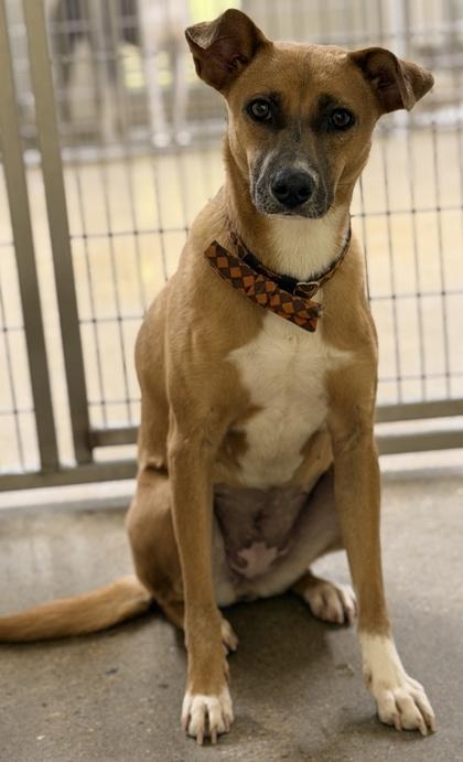 Ferry, Adoptable, Adult Female Mixed Breed & Mixed Breed.