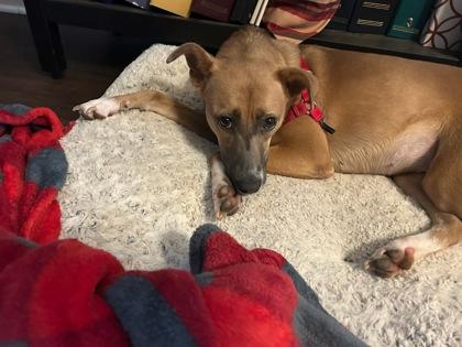 Ferry, Adoptable, Adult Female Mixed Breed & Mixed Breed.