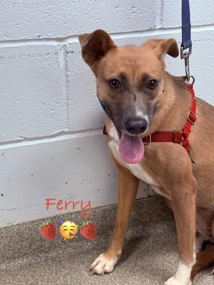 Enlarge Ferry, a Adoptable mixed breed in Cincinnati, OH image 2/3