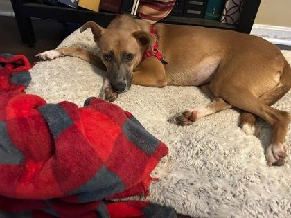 Enlarge Ferry, a Adoptable mixed breed in Cincinnati, OH image 3/3