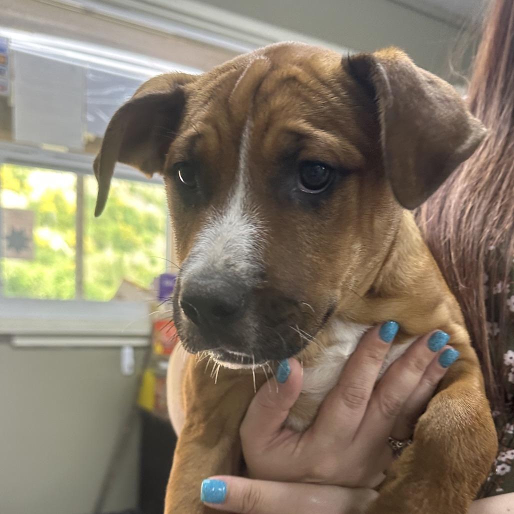 Kelly, Adoptable, Puppy Female Pit Bull Terrier.