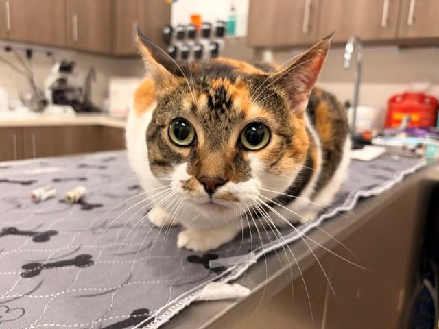 LUCY, Adoptable, Adult Female Domestic Short Hair.