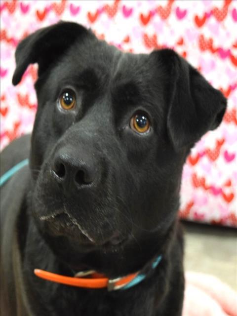 AGGY, Adoptable, Adult Male Mastiff & Labrador Retriever.