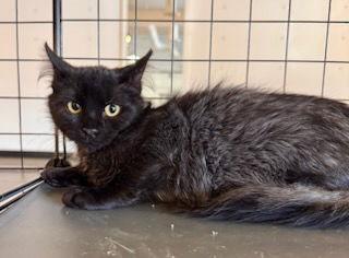 Enlarge Ash, a Adoptable Domestic Medium Hair in Hanover, PA image 1/2