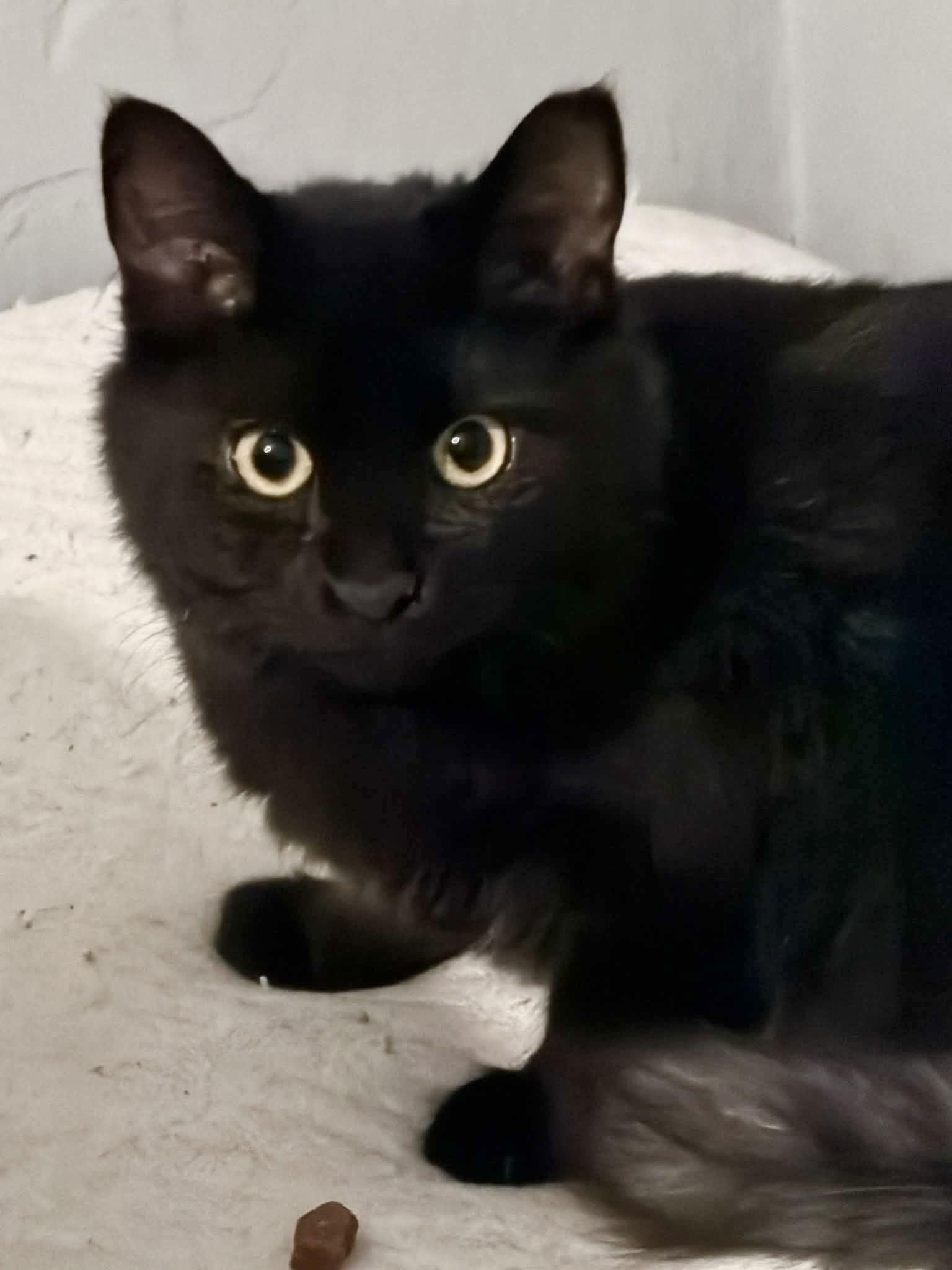 Enlarge Ash, a Adoptable Domestic Medium Hair in Hanover, PA image 2/2