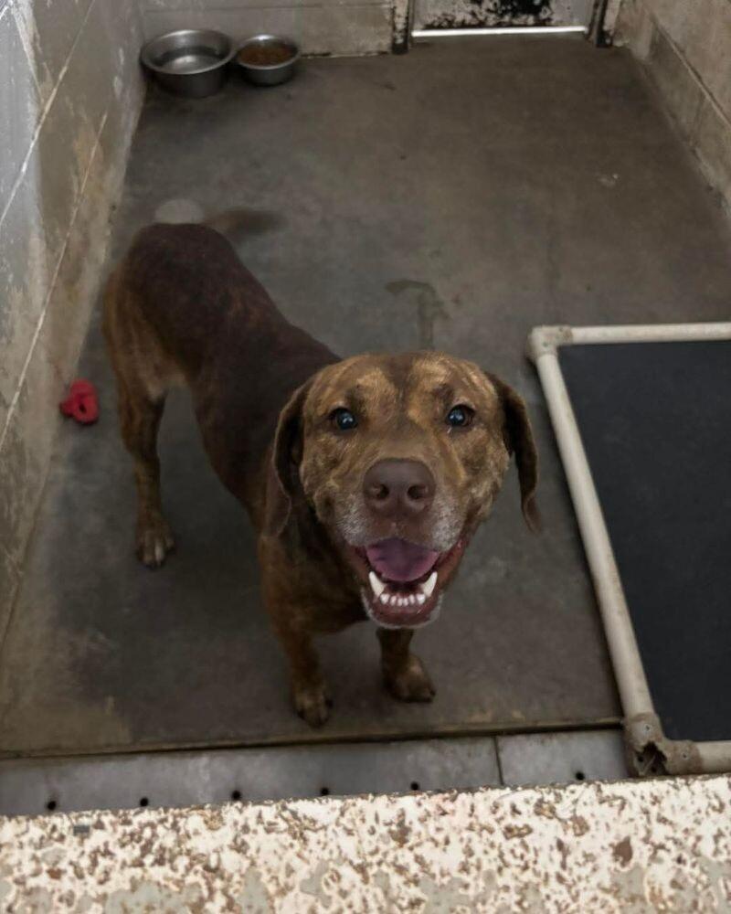 Melton, a Adoptable Mixed Breed in Jackson, TN image 1/2